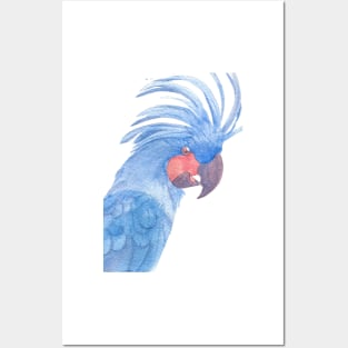 Palm cockatoo watercolor blue portrait Posters and Art